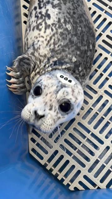 @Marine Mammal Rescue Society
