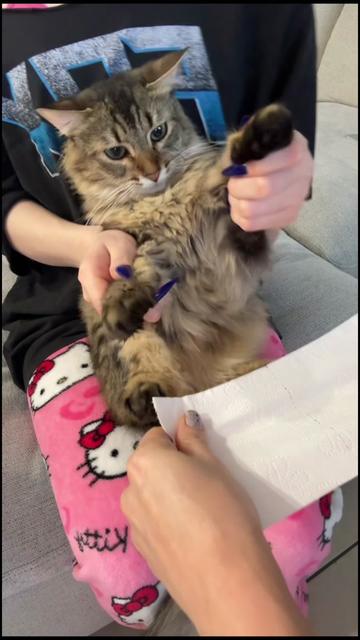 @Mia kittens
