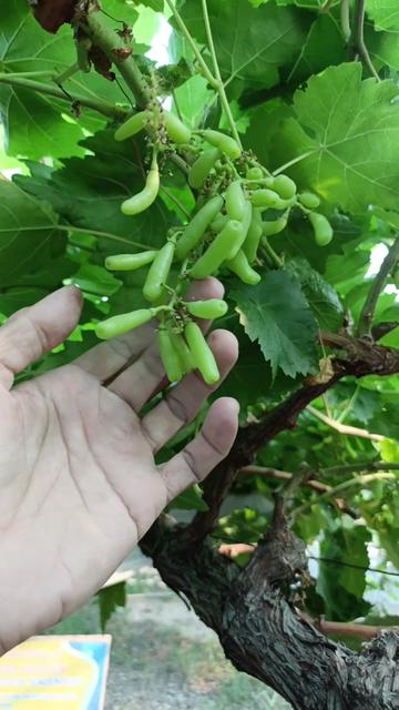 @DNA Garden