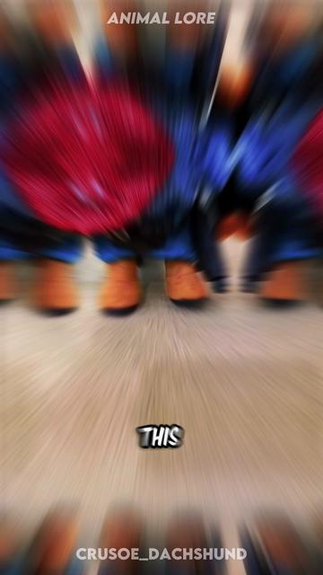 @ANIMAL LORE