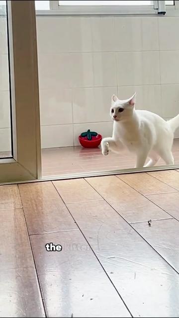 @ZoomieZoo