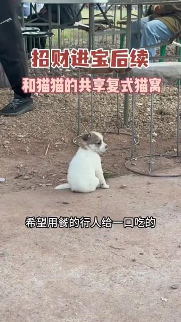@小可爱猫猫们