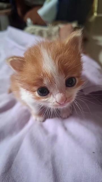 @kloutkittens