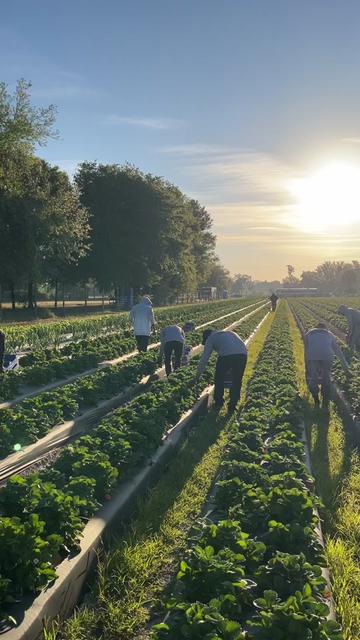 @AVL HARVESTING ๐จ๐พ