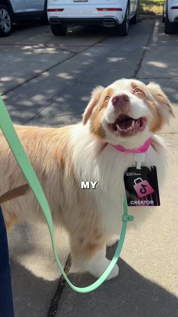 @meloncreamcat