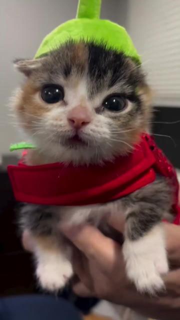 @kloutkittens