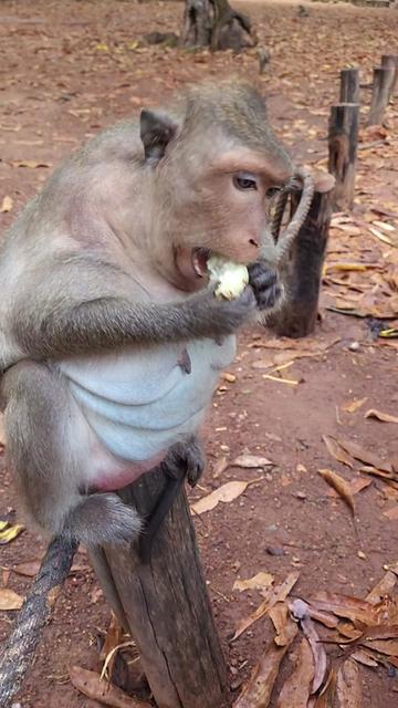 @Monkey Cambodia