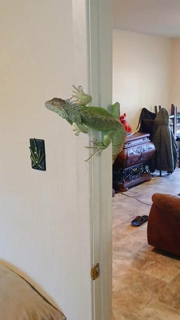 @Jimmy4 🦖