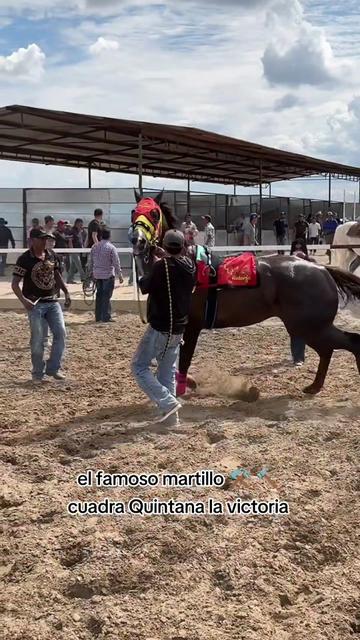 @carriles altos de jalisco🐎