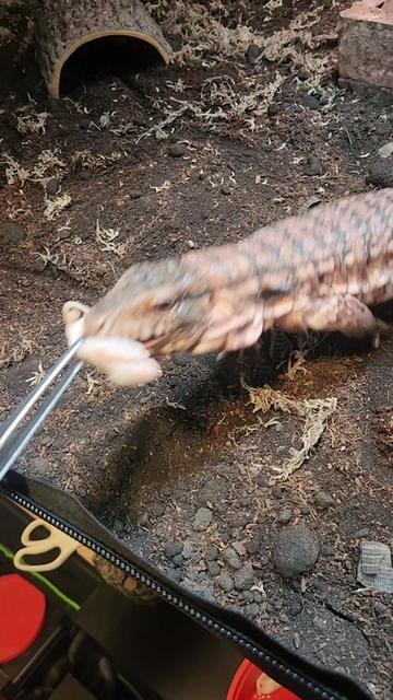 @Ballard’s Reptiles