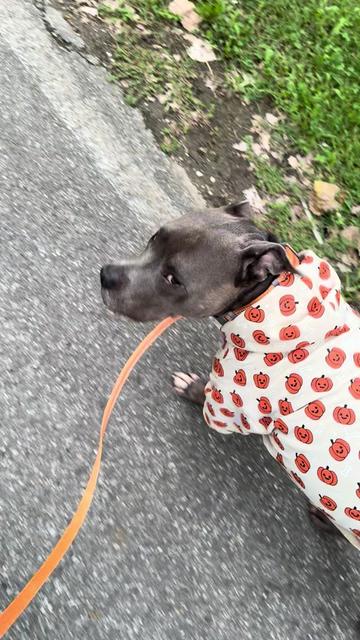 @Pittie Mom