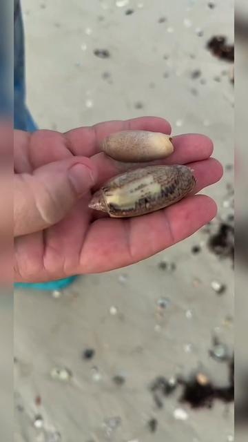 @Southwest Florida Shelling