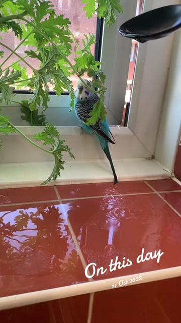 @Blu_the_budgie 🇹🇹