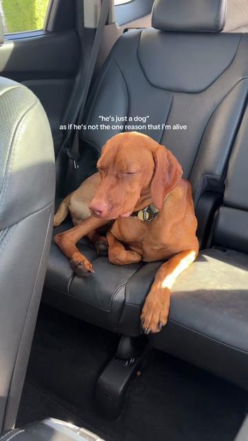 @briston the vizsla ♡