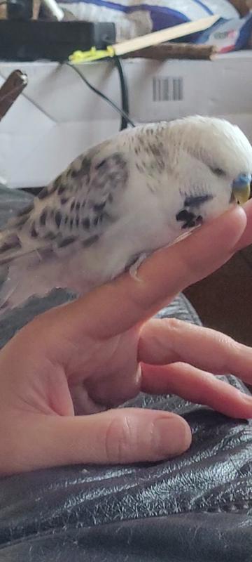 @Taha the Budgie