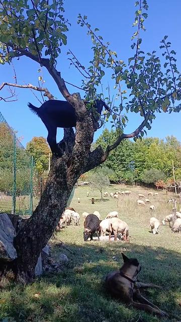 @Amato della vecchia