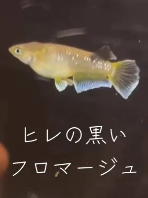 @gmmedaka.niigata