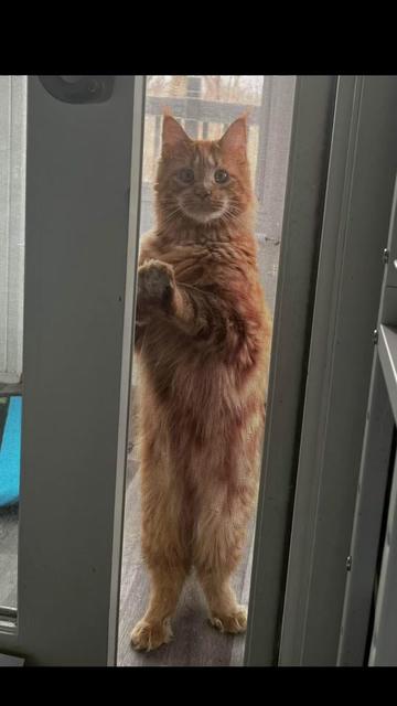 @Grapes the Maine Coon