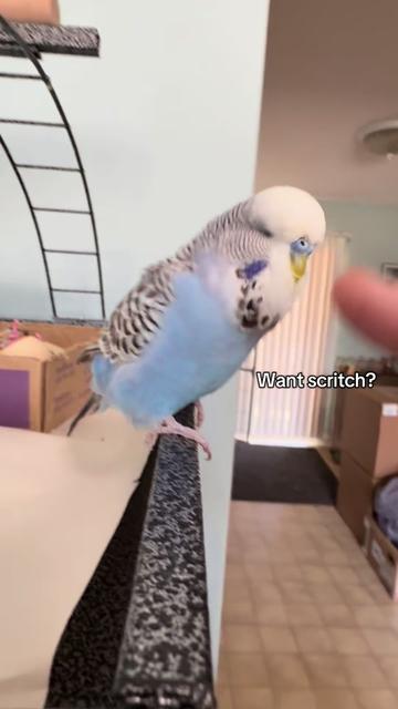 @Rupeedoo
