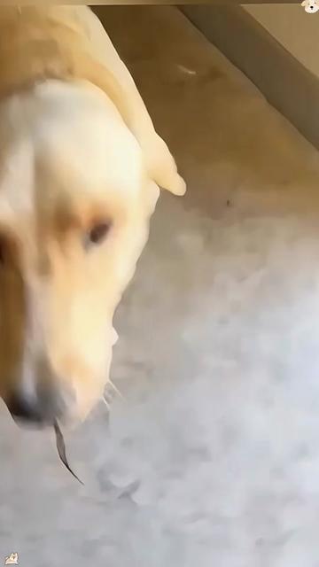 @funnyanimalvideo99