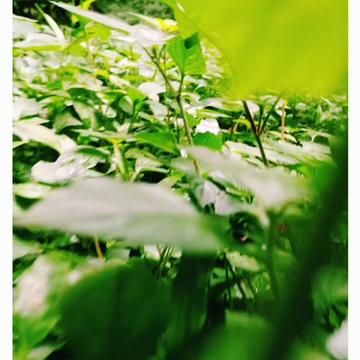@Ravanan