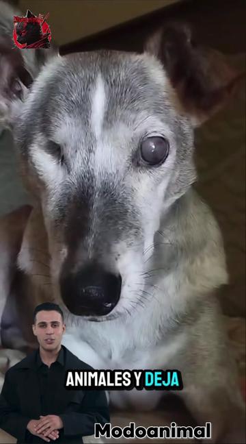 @Modoanimal