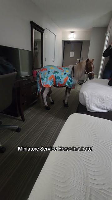 @minihorsemomandtrainer🐴🐴🐴🐴