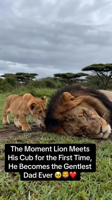@KJ@LoveAnimalsEpicNature