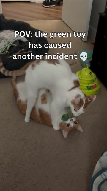 @One and a Half Orange Cats