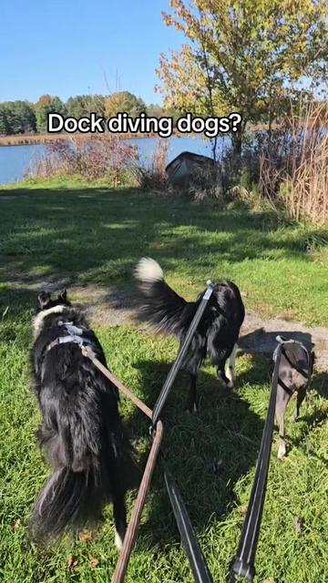 @Zedthebordercollie🇨🇦
