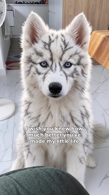@Bolthowls
