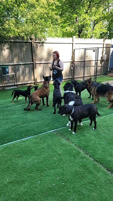 @Magicdogland.com
