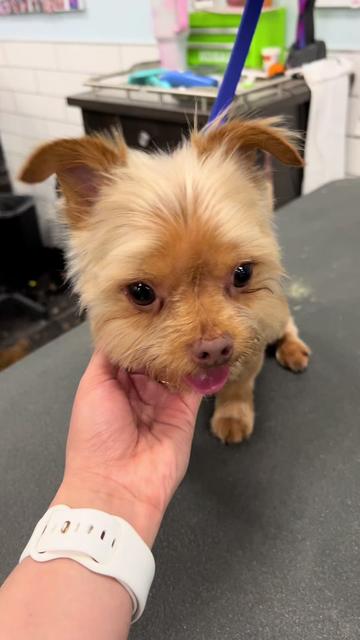 @desilynns_dogs