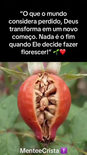 @MenteeCristã✝️