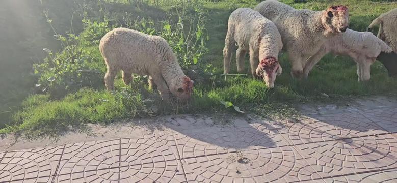 @KHUNDA FARMS