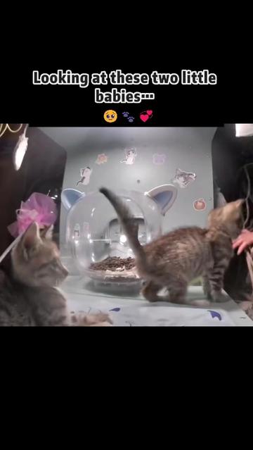 @purrrr