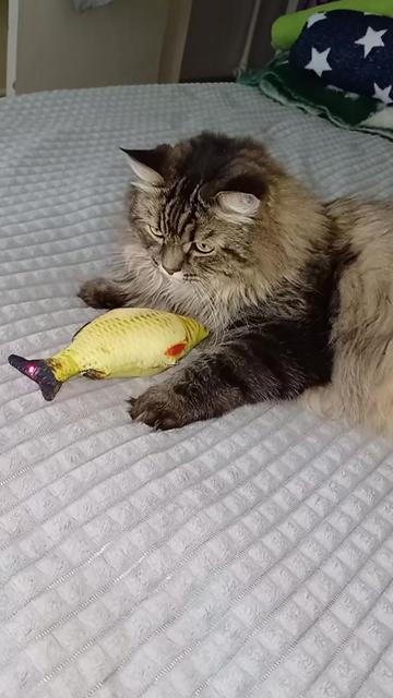 @cat_bayun_