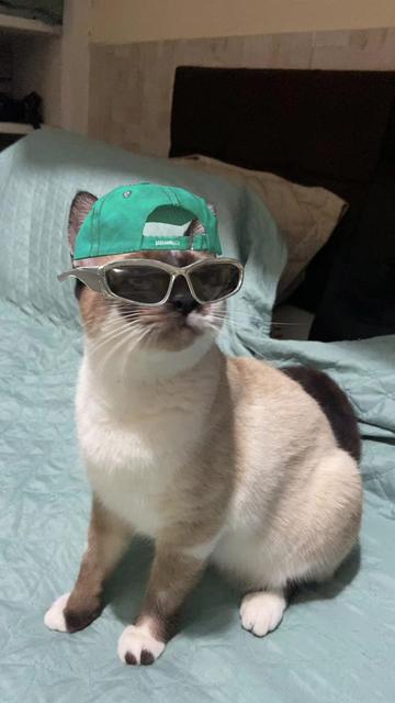 @Karoleos12gatos