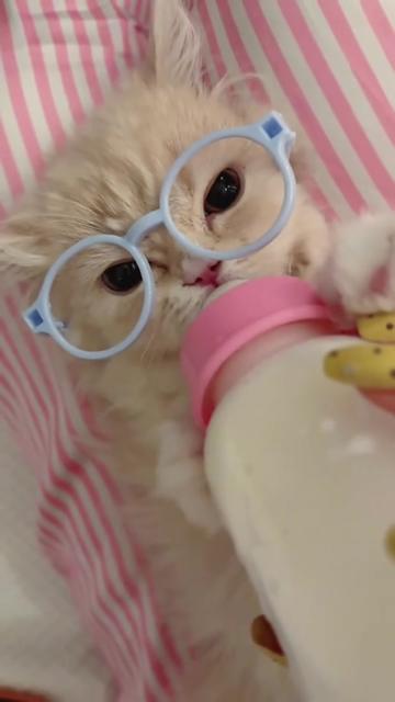 @kloutkittens