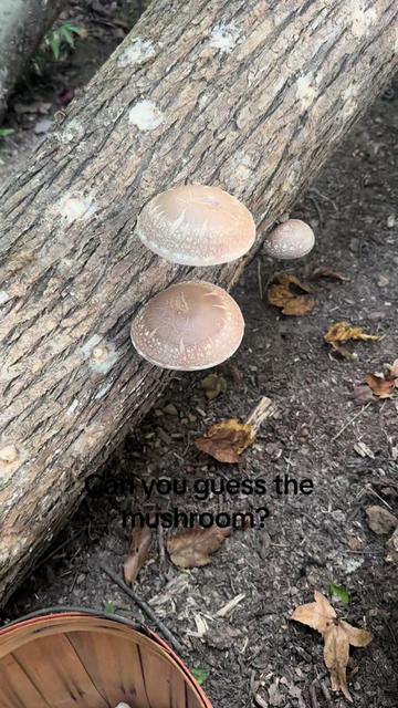 @CopperHollerFarm