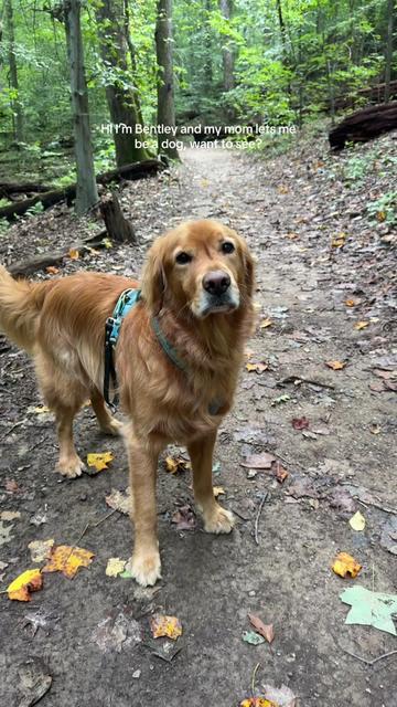 @Bentley the Spicy Golden🌶️