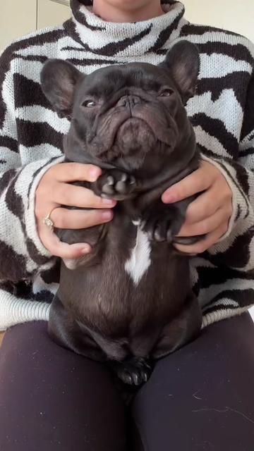 @Mabel the Frenchie