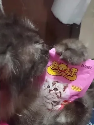 @Mocha, Mochi & Bang Belang