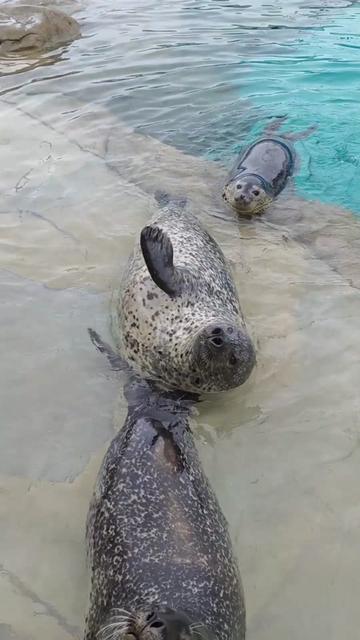 @Seal2028