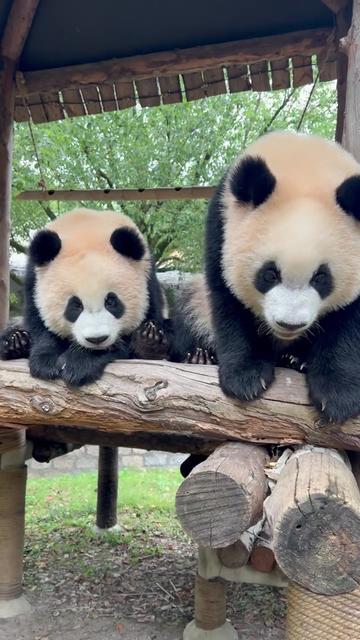 @熊猫妹珠🐼