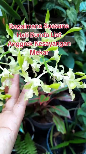 @Ambar healthy herbapedia