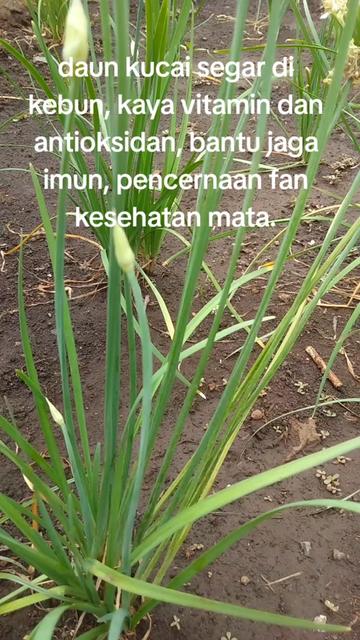 @reny glamur