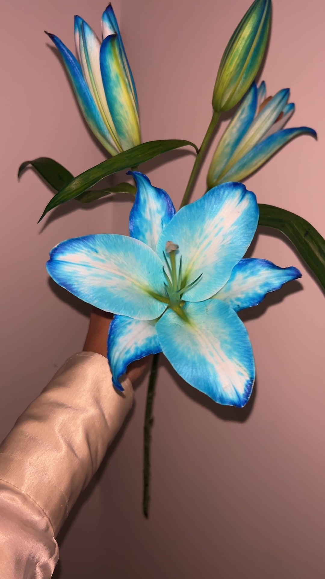 @Mila Flowers๐บ