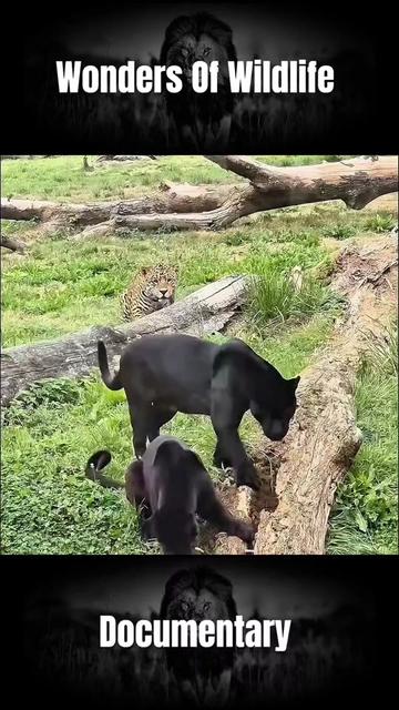 @𝐀𝐧𝐢𝐦𝐚𝐥𝐬 𝐋𝐢𝐟𝐞