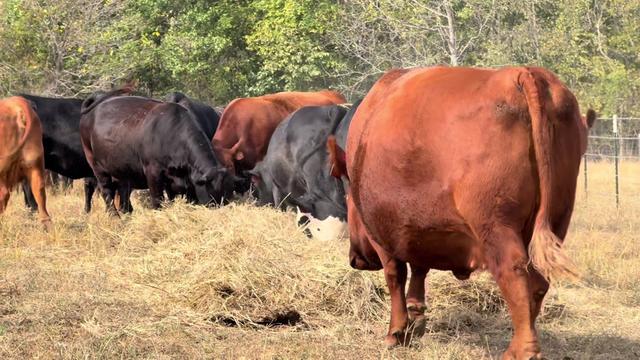 @Massey Land & Cattle
